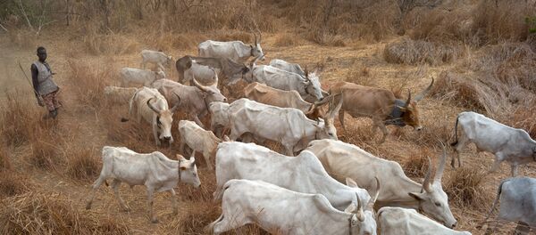 Bétail en transhumance - Sputnik Afrique