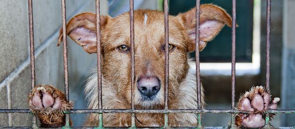 Un chien  - Sputnik Afrique