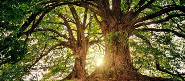 Un arbre - Sputnik Afrique