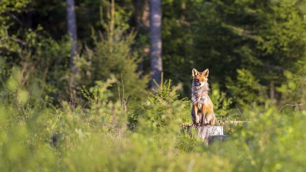 Un renard dans la forêt. Chasse. Nature. Image d'illustration - Sputnik Afrique