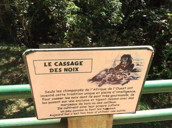 À Abidjan, le drame d’une famille de chimpanzés condamnée à disparaître  - Sputnik Afrique