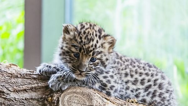 Un bébé léopard - Sputnik Afrique