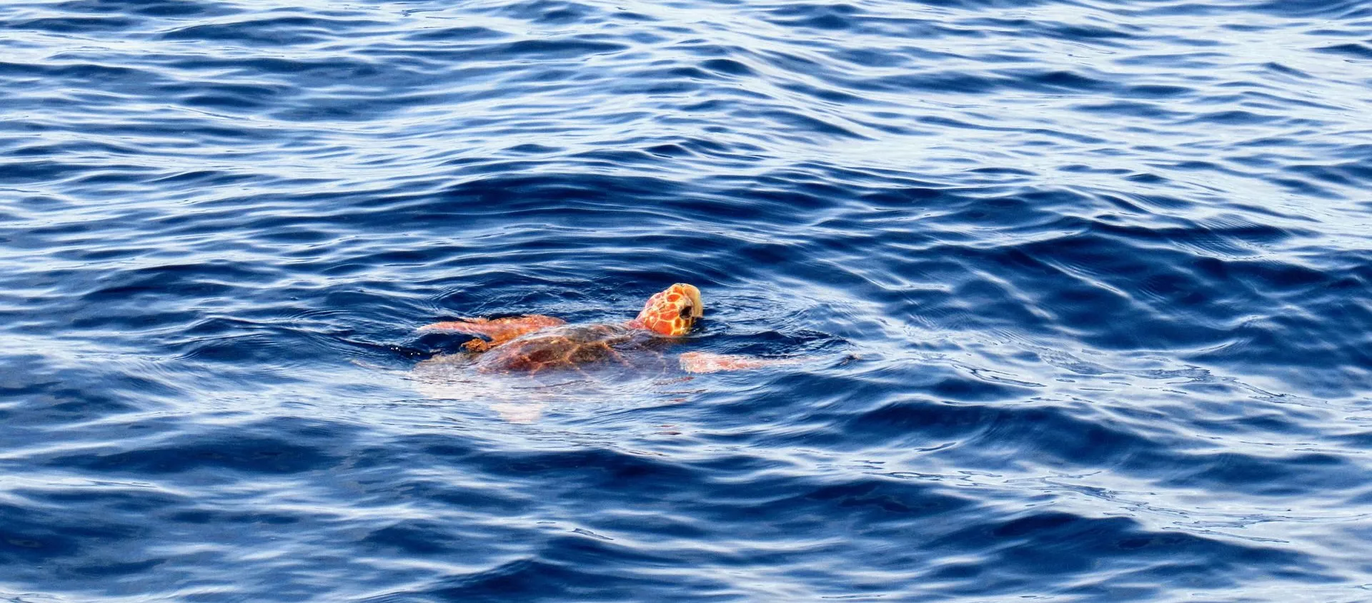 Une tortue caouanne - Sputnik Afrique, 1920, 19.03.2021