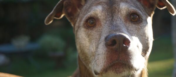 Un pit bull - Sputnik Afrique