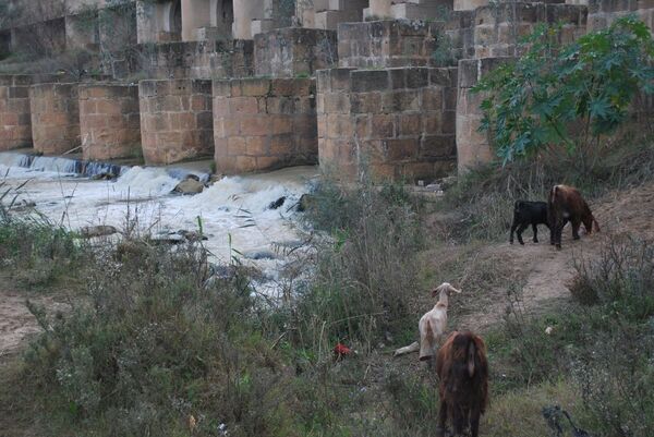 L’unique fleuve tunisien soumis à une pollution dévastatrice - Sputnik Afrique