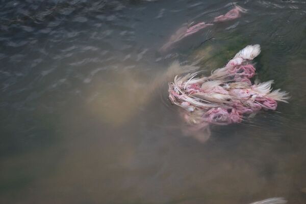 L’unique fleuve tunisien soumis à une pollution dévastatrice - Sputnik Afrique