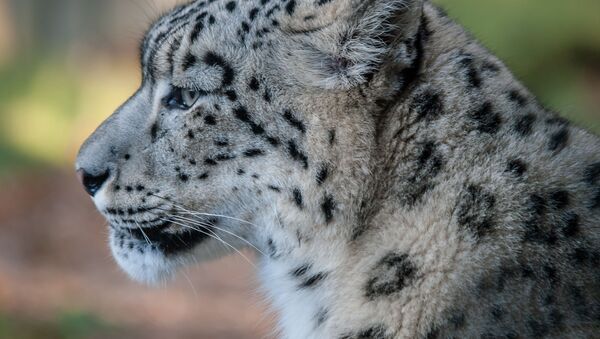 Un léopard des neiges - Sputnik Afrique