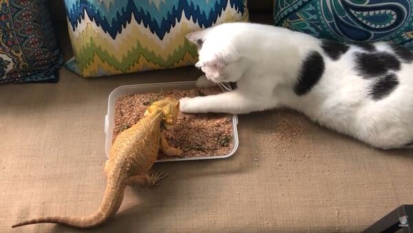Un chat aide un lézard à manger son petit déjeuner - Sputnik Afrique