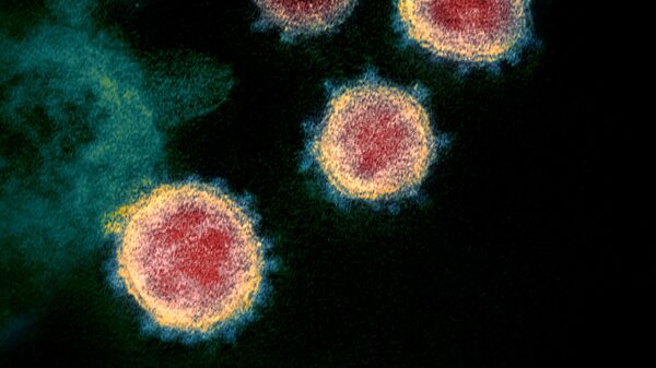 Coronavirus SARS-CoV-2 (photo d'archives) - Sputnik Afrique