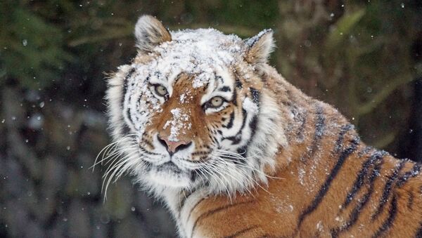 Un tigre en hiver - Sputnik Afrique