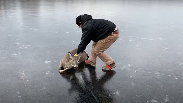 Sauvetage d’un chevreuil d’un lac gelé - Sputnik Afrique