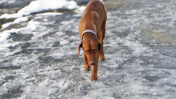 Un chien en hiver (image d'illustration) - Sputnik Afrique