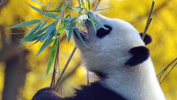 Un panda géant - Sputnik Afrique