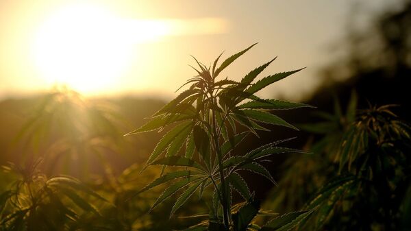 Un plant de cannabis - Sputnik Afrique