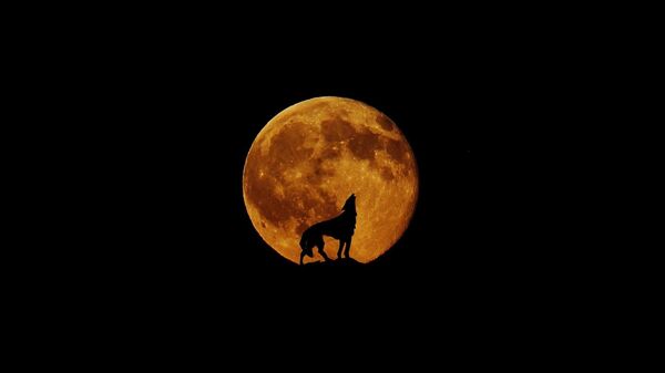La Lune du loup - Sputnik Afrique