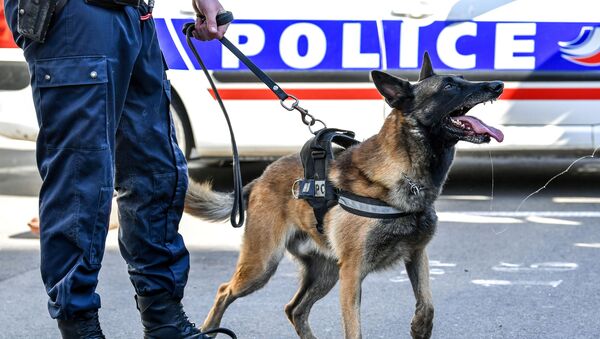 Un chien des policiers, image d'illustration - Sputnik Afrique