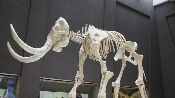 Une squelette de mammouth (image d'illustration) - Sputnik Afrique