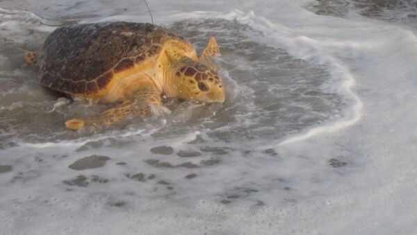 Une tortue libérée par le Sea Turtle Recovery en septembre 2015 - Sputnik Afrique