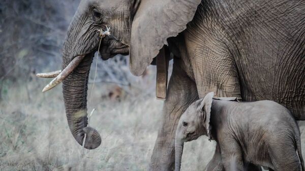 Un éléphant et son petit - Sputnik Afrique