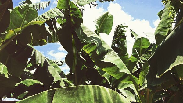 Plantation banane - Sputnik Afrique