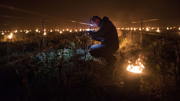 Un vigneron français tente de contenir le froid qui s'abat sur ses vignes avec des braseros, près de Nantes, avril 202 - Sputnik Afrique