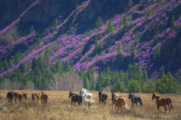 Du «coucher de soleil sur la Moskova» à la «forêt morte» au Kamtchatka: les plus beaux paysages russes
Du «coucher de soleil sur la Moskova» à la «forêt morte» au Kamtchatka: les plus beaux paysages russes
- Sputnik Afrique