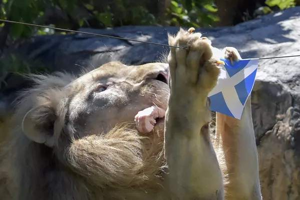 Ces animaux qui font des pronostics sur l’Euro 2020
Ces animaux qui font des pronostics sur l’Euro 2020
- Sputnik Afrique