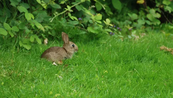 Lapin de garenne - Sputnik Afrique