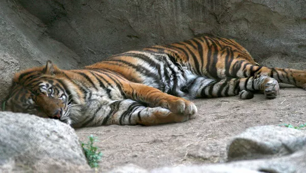 Un tigre de Sumatra (image d'illustration) - Sputnik Afrique
