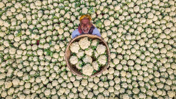 Un fermier heureux, portrait d’un paysan montrant la récolte de chou-fleur - Sputnik Afrique