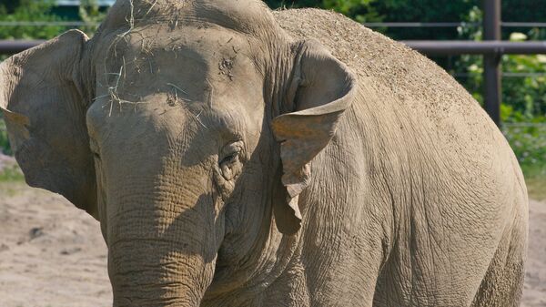 Un éléphant d'Asie (image d'illustration) - Sputnik Afrique