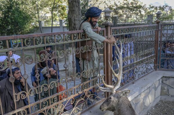 À en juger par les photos et les vidéos des agences de presse, les rues d’Afghanistan sont de nouveau pleines de gens et de bruit. Cependant, on n’y voit presque pas de femmes.Sur la photo: des talibans* au zoo de Kaboul. - Sputnik Afrique