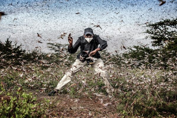 Invasion de locuste en Afrique de l&#x27;Est (Locust invasion in East Africa) de Luis Tato (Espagne) est la meilleure série dans la catégorie Ma planète. - Sputnik Afrique