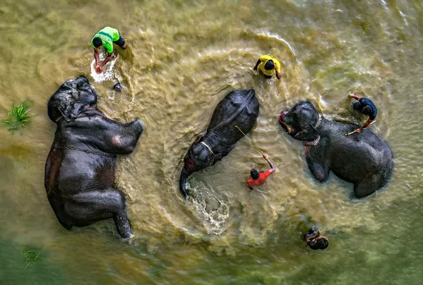 C&#x27;est l&#x27;heure du bain (It&#x27;s bath time) de Abdul Momin (Bangladesh) a remporté la troisième place dans la catégorie Ma Planète. Cliché unique. - Sputnik Afrique