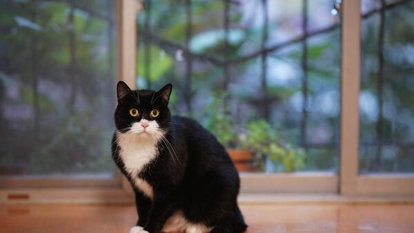 Un chat à la fenêtre - Sputnik Afrique