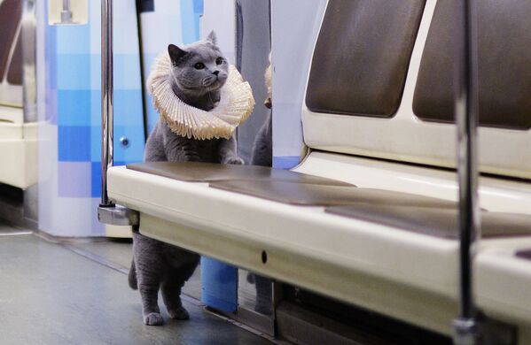 Un chat dans la rame à thème &quot;Poésie dans le métro&quot; du métro de Moscou. - Sputnik Afrique