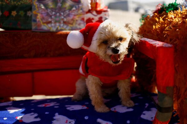 Un chien déguisé en Père Noël à Ciudad Juarez, au Mexique. - Sputnik Afrique