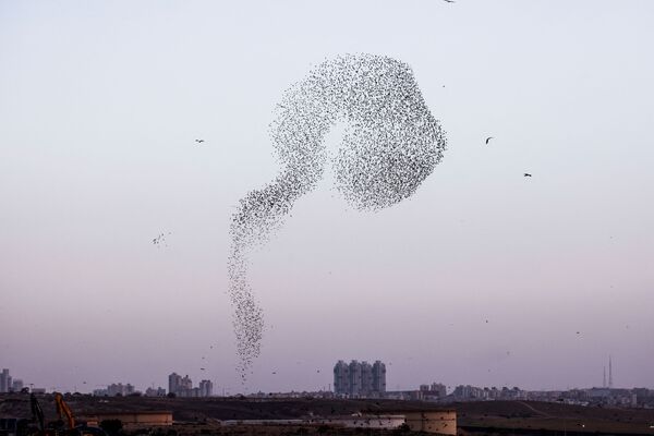 Environ une heure avant le coucher du soleil, d’importants groupes d’oiseaux s’élèvent dans le ciel et effectuent des pirouettes. - Sputnik Afrique