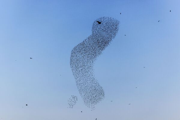 Les nuages d’oiseaux se rétractent et se défont, formant des figures aux contours bien définis qui se déplacent de manière imprévisible. - Sputnik Afrique