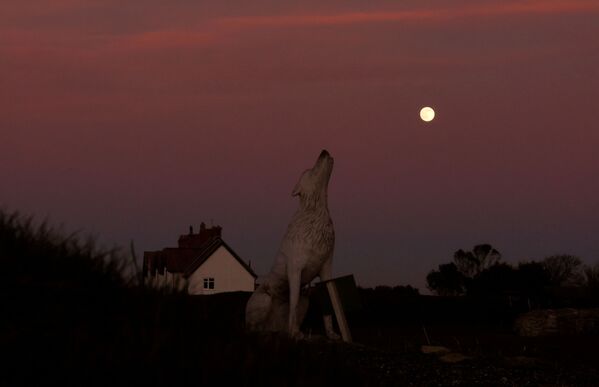La &quot;pleine lune du loup&quot; au-dessus de la sculpture d’un loup à Hunstanton, en Angleterre. - Sputnik Afrique