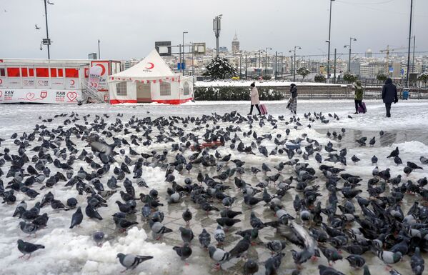 De fortes chutes de neige ont eu lieu en Turquie, notamment à Istanbul et Antalya. Les compagnies aériennes turques ont temporairement suspendu leurs vols à destination d’Istanbul.Sur la photo: des pigeons sur une place enneigée d&#x27;Istanbul. - Sputnik Afrique
