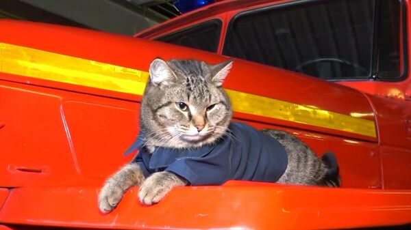Un chat qui sauve du stress les sauveteurs - Sputnik Afrique
