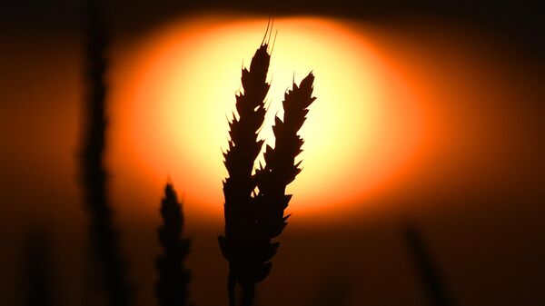A view shows ears of wheat during sunset on a field in the south of Krasnoyarsk region, Russia. - Sputnik Africa