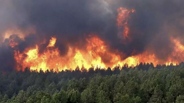 Forest Fires in Algeria - Sputnik Afrique