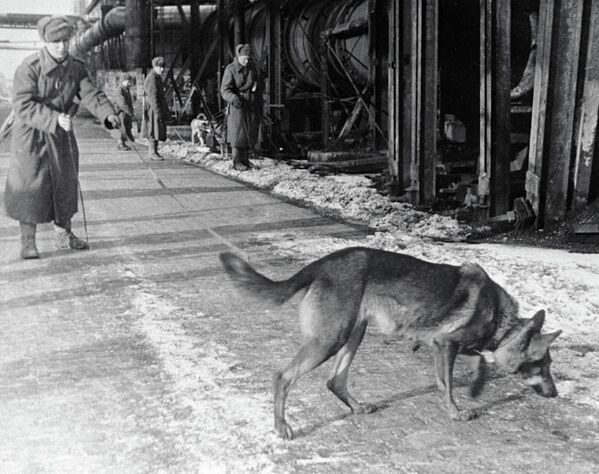 Des sapeurs soviétiques avec des chiens recherchent des mines dans la zone d&#x27;une usine à Budapest. - Sputnik Afrique