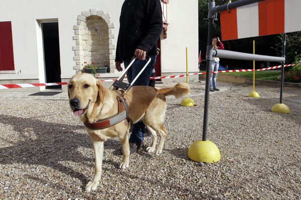 Un éducateur de la Fédération française des associations de chiens guides d&#x27;aveugles (FFAC) se promène avec un chien-guide à Paris, le 07 septembre 2011. La FFAC organise le 25 septembre prochain une journée Portes ouvertes de ses 10 écoles. - Sputnik Afrique