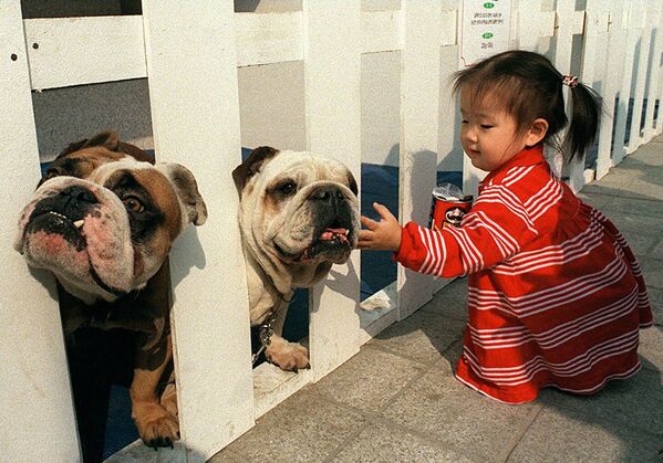 Une fillette sud-coréenne touche sans crainte l&#x27;un des deux énormes bouledogues britanniques lors d&#x27;une exposition canine et d&#x27;une vente aux enchères dans un grand magasin de la banlieue sud huppée de Séoul. - Sputnik Afrique