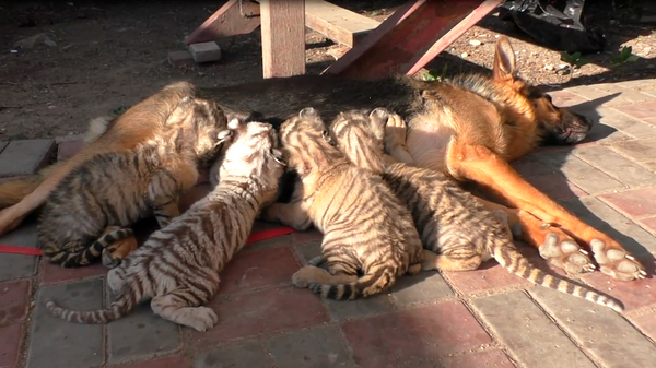 Une chienne adopte volontiers quatre bébés tigres - Sputnik Afrique