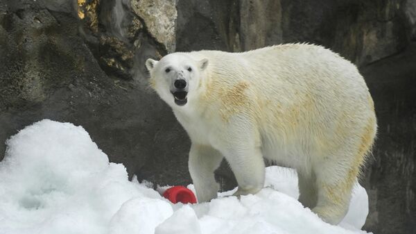 Une ourse polaire au zoo de Moscou - Sputnik Afrique