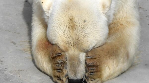 L'ours polaire, Félix, dans le kraï de Krasnoïarsk (Image d'illustration) - Sputnik Afrique